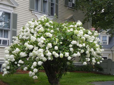 White Hydrangeas - streetsofsalem