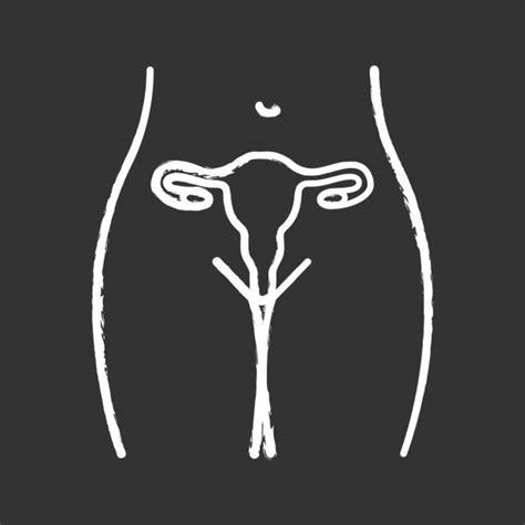 Genitalia Drawing Illustrations Royalty Free Vector Graphics And Clip Art Istock