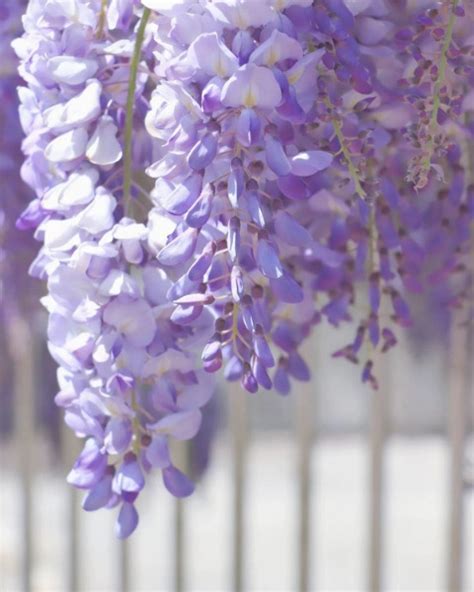 台灣旅行│春天遊台6大賞花打卡位！最美黃花風鈴木公園／夢幻紫藤花隧道／仙氣白色海芋花海／ 紅色廟宇配雪之花 玩樂 Whats On