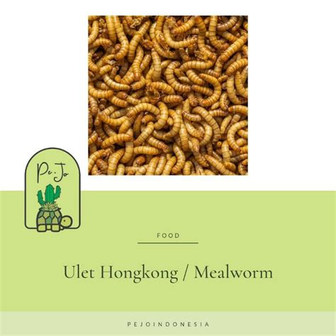 Jual Ulat Hongkong Mealworm 50gram Pakan Burung Reptil Ikan Shopee