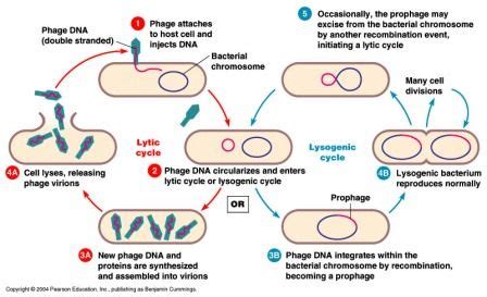 Bacteriophage Lytic And Lysogenic Cycle Biology Exams U A Level