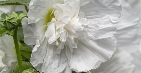 Alcea Rosea Pleniflora Chaters Wei Gef Lltbl Hende Garten