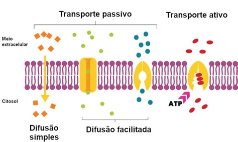 O Que Transporte Passivo - Transporte ativo e passivo | Transporte através da membrana, Transporte ...