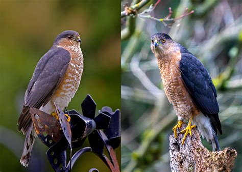 Species Spotlight: Northern Harrier - Friends of Malheur NWR