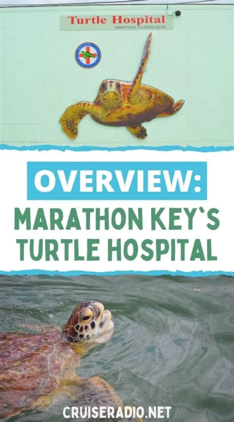 Overview: Marathon Key's Turtle Hospital