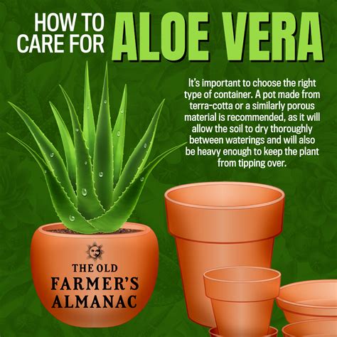 Aloe Vera Plant Care How To Take Care Of Aloe Vera The Old Farmer S