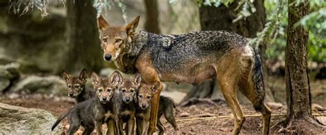 Red Wolf Habitat | North Carolina Zoo