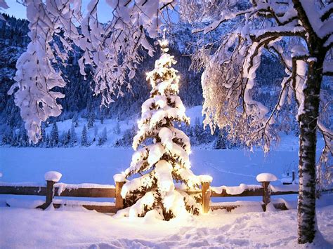 Download Free 100 + snowy christmas trees Wallpapers