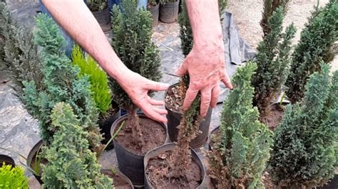 Corrientes se distribuirán más de 250 mil plantines de pinos y