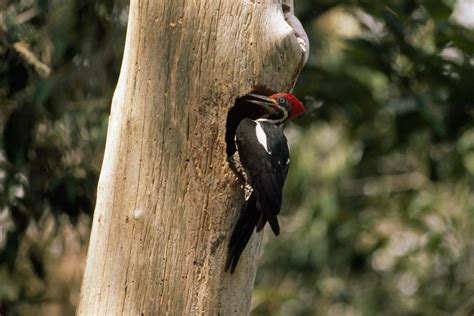 Woodpecker Nest Inside