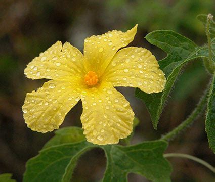 Galapagos Flora & Fauna | Galapagos Travel Expert