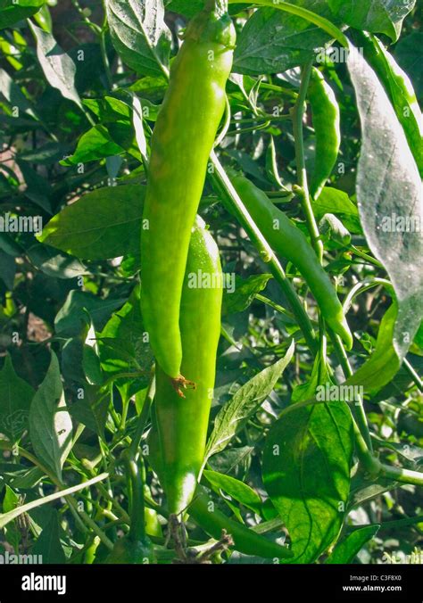 Plant Of Common Chilies Hi Res Stock Photography And Images Alamy