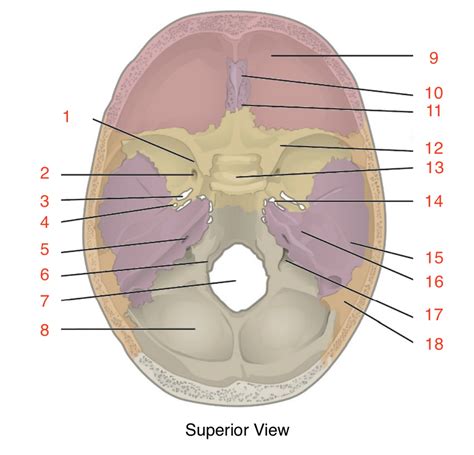 Superior Skull Diagram Quizlet