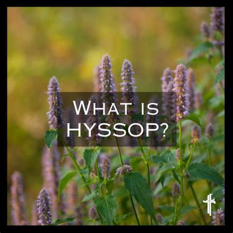 What is Hyssop in the Bible?