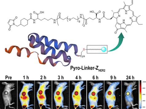 Anti HER2 Affibody Conjugated Photosensitizer For Tumor Targeting