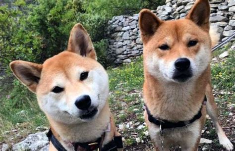 Historia Y Temperamento De Las Razas De Perros Shiba Inu En