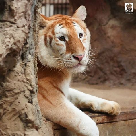 Meet Ava And Luna The Viral Golden Tiger Siblings In Thailand Klook