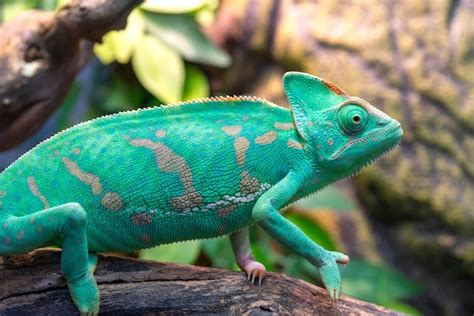 Premium Photo Young Green Chameleon Natural Habitat Cute Pet Fauna