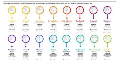 Cannabis Terpenes | How to Use Terpenes, Types, Effects [List]