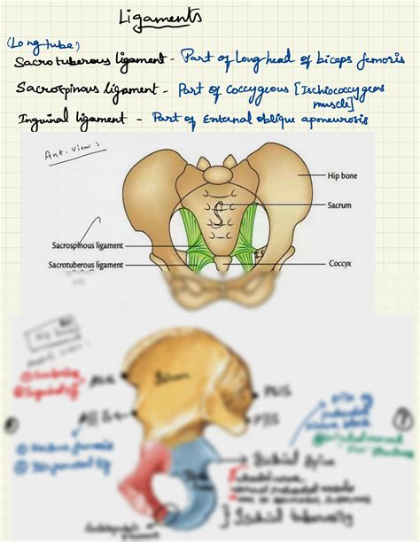 SOLUTION Bony Pelvis Studypool