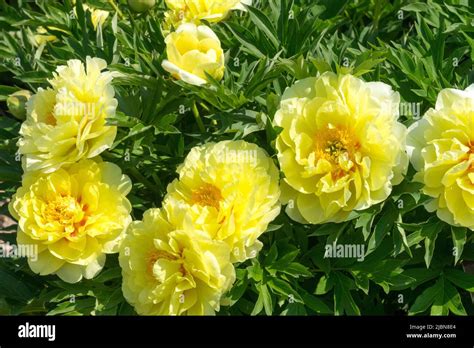 Peony Bartzella Itoh Peony Intersectional Paeonia Yellow Peonies