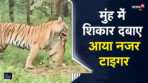 Viral मुंह में शिकार दबाए आया नजर Tiger दुर्लभ नजारा देख पर्यटक हुए