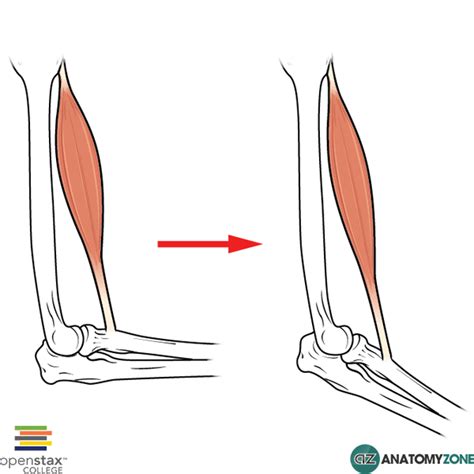 eccentric muscle contraction anatomyzone