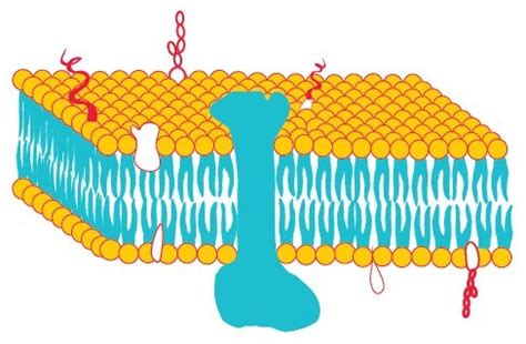 Membrane Protein Solubilization