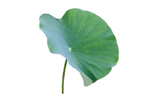 Lotus Leaf Isolate Collection 12807731 Png