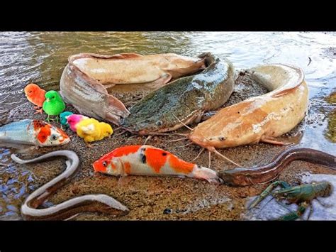 Tangkap Ikan Lele Albino Besar Dalam Lubang Ikan Hias Ikan Koi Ikan