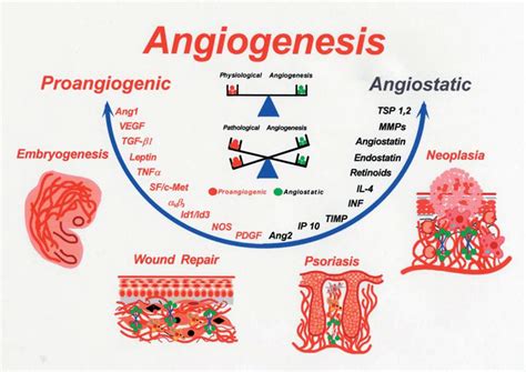 Angiogenesis In Cancer Presentation