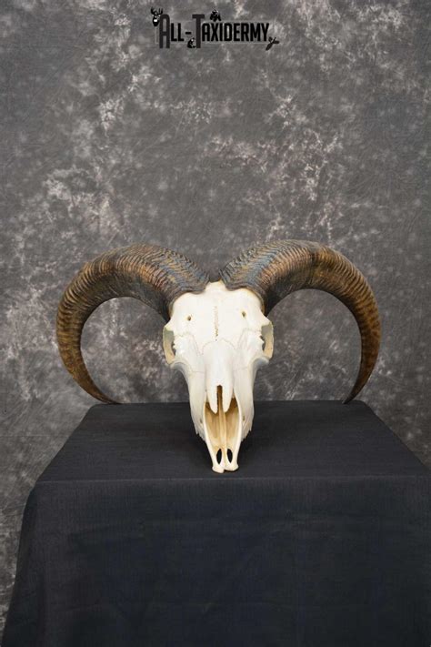 Aoudad European Skull taxidermy for sale SKU 1760 - All Taxidermy