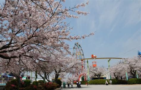 過去の写真～桜（山口県宇部市・ときわ公園） 綺麗な写真 日々出来事