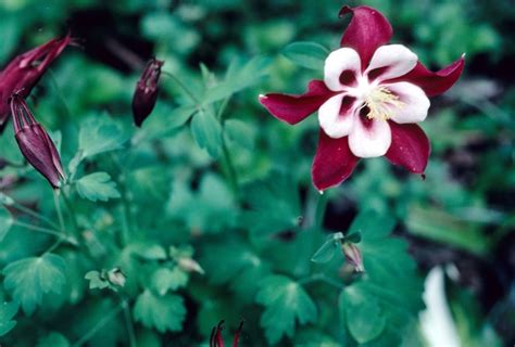 Aquilegia Caerulea Songbird Cardinal Columbine Garden Center Marketing