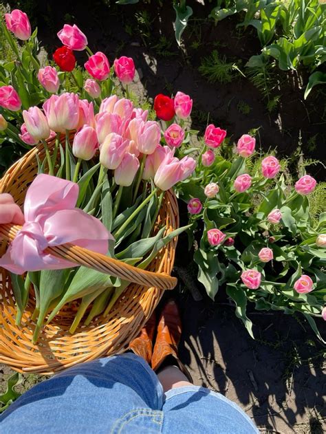 tulips in a basket !! in 2024 | Tulip season, Tulip fields, Tulips