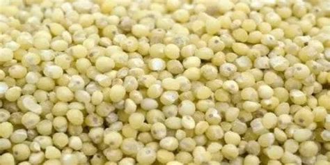 Yellow Natural Proso Millet For Khichdi Porridge Packaging Type