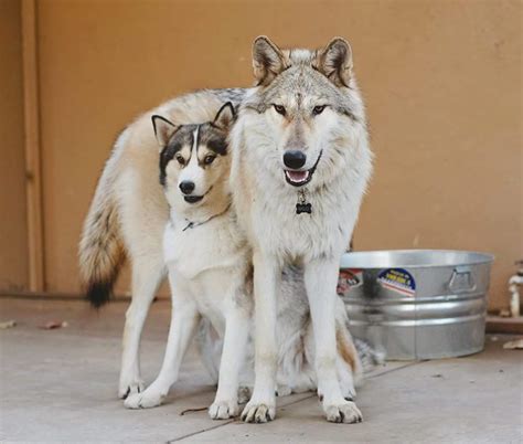 Is a husky a wolf? | All Things Dogs