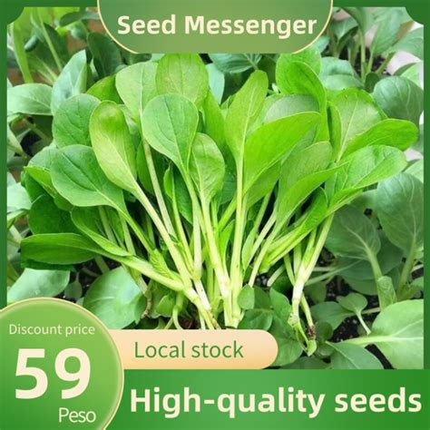 Pak Choi Seed 500 Seeds High Yield Green Pakchoi Seeds Real Organic