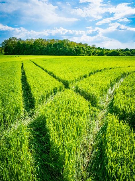 Campo De Trigo Verde Camino En Un Campo Del Trigo Verde Rastros De