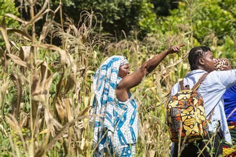 Hwt Et Le Milieu Rural A C Gyptien Du Iiie Milla 9