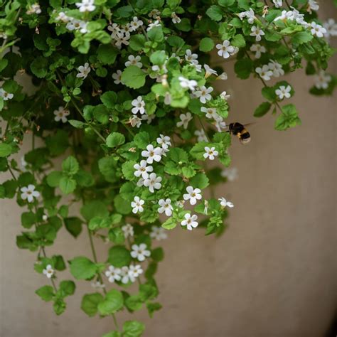 Buy Bacopa Snowflake Chaenostoma Cordatum Snowflake Delivery