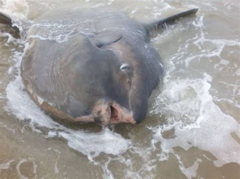 VÍDEO pescadores encontram peixe lua gigante no mar de SC