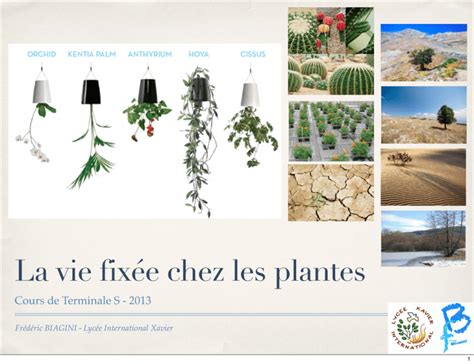 La vie fixée chez les plantes