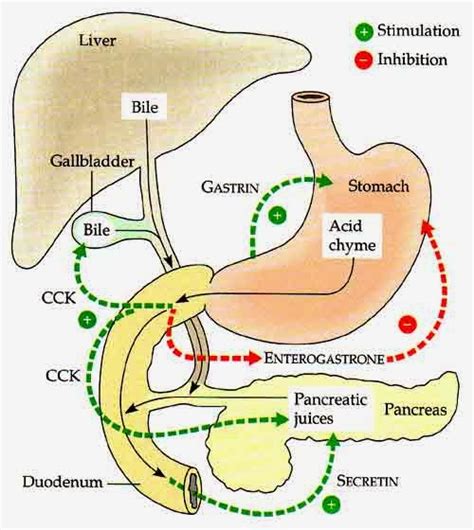 Cholecystokinin & Homeostasis