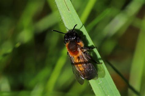 Andrena Varians A Female May 2021 Fovslet Kolding Denm Erland