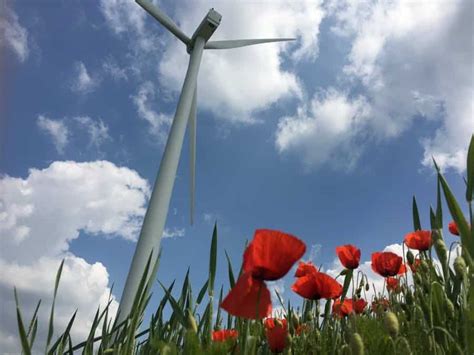 Cel mai mare parc eolian din România ar putea afecta ecosistemul din