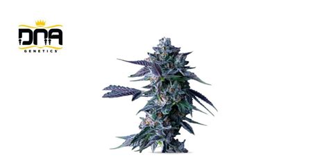 Best Seed Banks of 2025: Top Seed Banks to Buy Cannabis Seeds Online ...