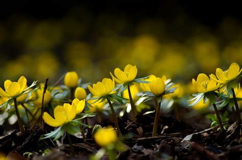 Eranthis Hyemalis Rannik Zimowy Ro Liny Ozdobne Flickr