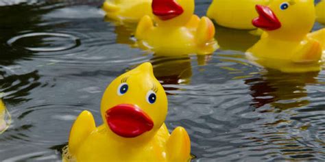 Over 1000 Rubber Ducks Ready For Race In Hardin Alton Telegraph