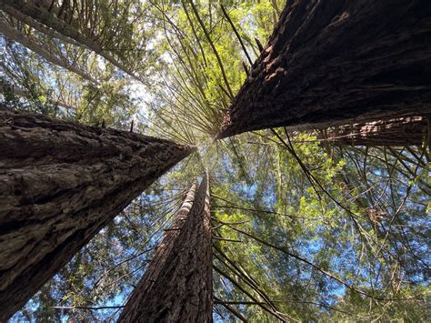 The world's tallest tree is now off limits to tourists because too many of them were damaging ...